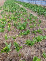 팜모닝 기타작물·병해충상담 게시글 이미지