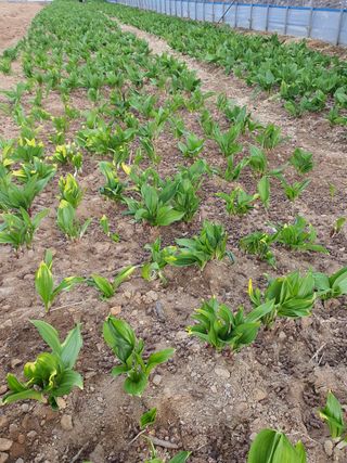 전용표님의 기타작물 · 병해충상담 작성글 사진
