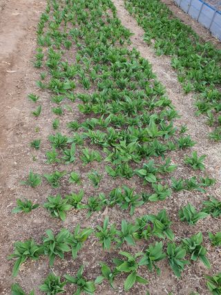 전용표님의 기타작물 · 병해충상담 작성글 사진