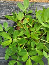 팜모닝 기타작물·병해충상담 게시글 이미지