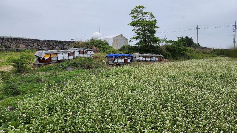미쁨농원 님의 장터 판매 상품 [제주산 벌꿀 2.4kg] 첨부 사진