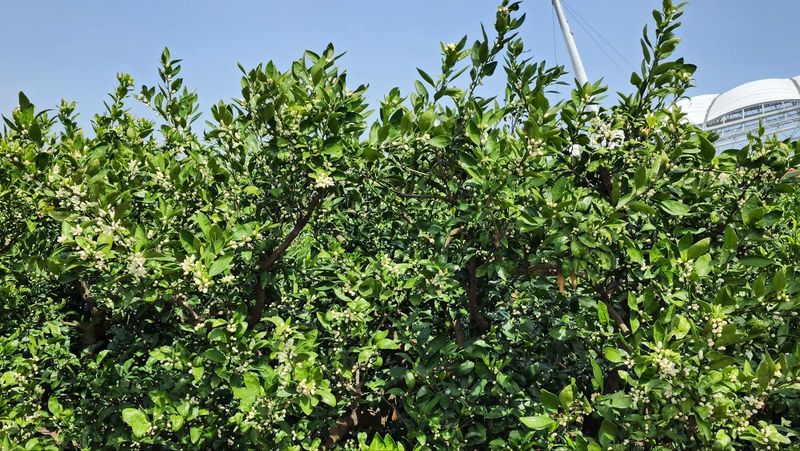 미쁨농원 님의 장터 판매 상품 [제주산 벌꿀 2.4kg] 첨부 사진