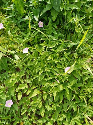 초아님의 매일매일 농사공부 · 자유게시판 작성글 사진