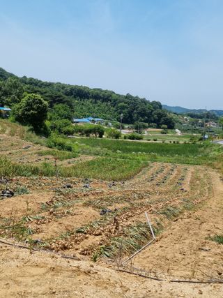 션챦은놈님의 마늘 · 수확 작성글 사진