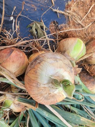 박수열님의 양파 · 자유게시판 작성글 사진