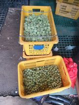 팜모닝 복숭아·자유게시판 게시글 이미지