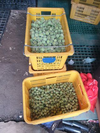 복숭아님의 복숭아 · 자유게시판 작성글 사진