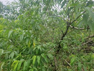 복숭아님의 복숭아 · 자유게시판 작성글 사진