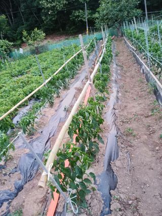 팜모닝회원대영농장님의 고추 · 영농일지 작성글 사진