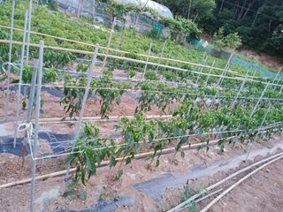 팜모닝회원대영농장님의 고추 · 영농일지 작성글 사진