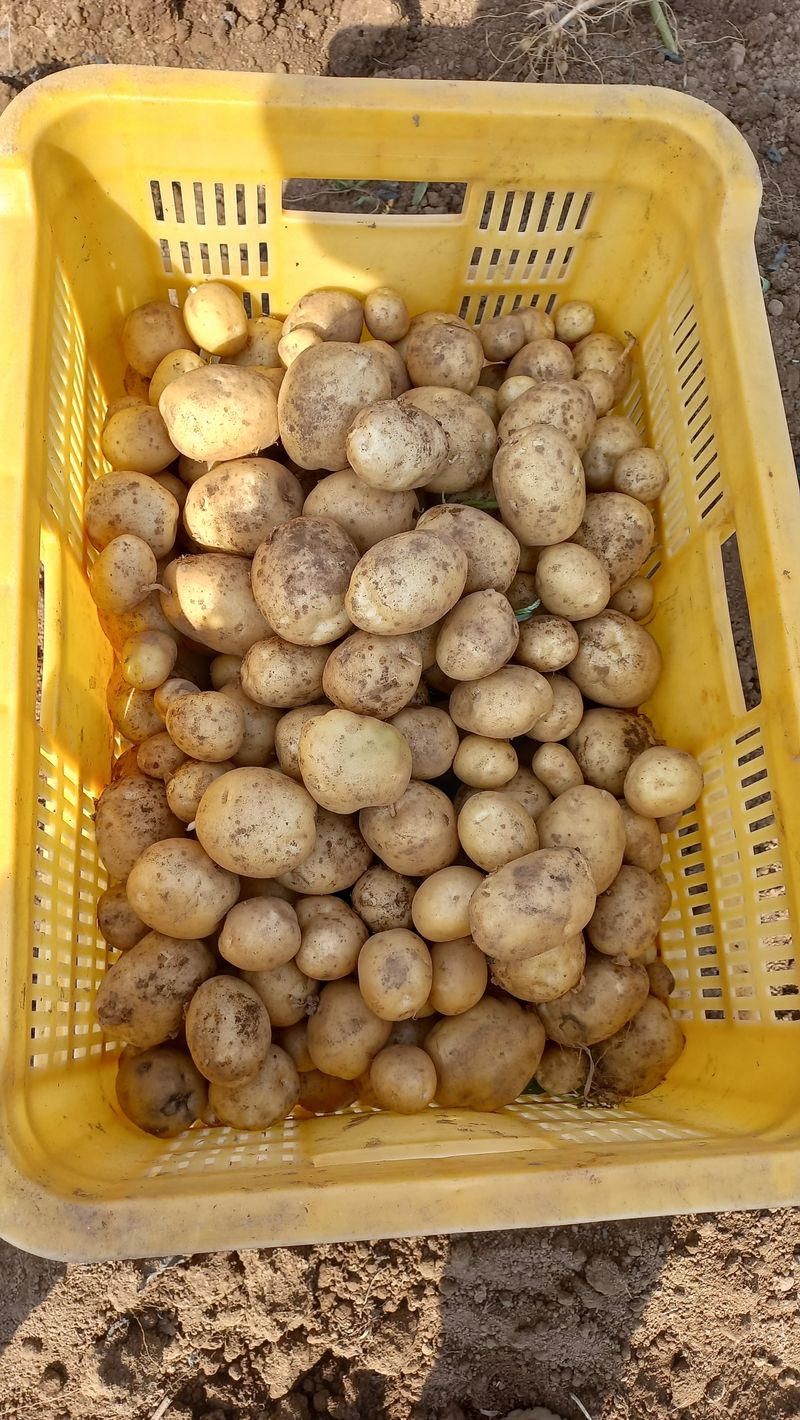 농부의아내님의 장터 판매 상품 [판매완료ㅡㅡㅡ하지감자10] 첨부 사진