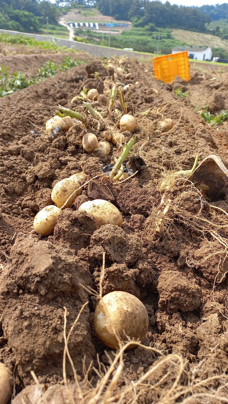 농부의아내님의 장터 판매 상품 [판매완료ㅡㅡㅡ하지감자10] 첨부 사진