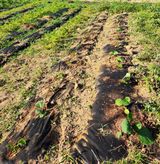 팜모닝 감자·영농일지 게시글 이미지