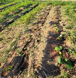 기냥막달려님의 감자 · 영농일지 작성글 사진
