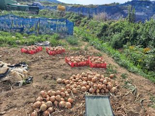 이연주님의 양파 · 자유게시판 작성글 사진