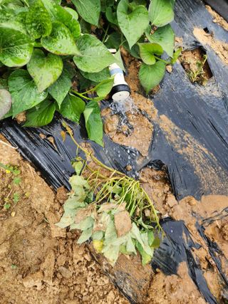 귀요미맘님의 고구마 · 자유게시판 작성글 사진