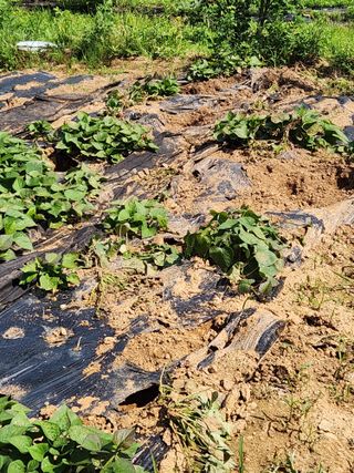 귀요미맘님의 고구마 · 자유게시판 작성글 사진