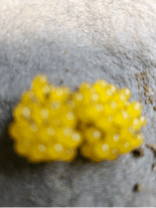 시골농부현장님의 자유주제 · 사진전 작성글 사진