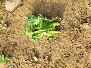 성훈경님의 참깨 · 병해충상담 작성글 사진