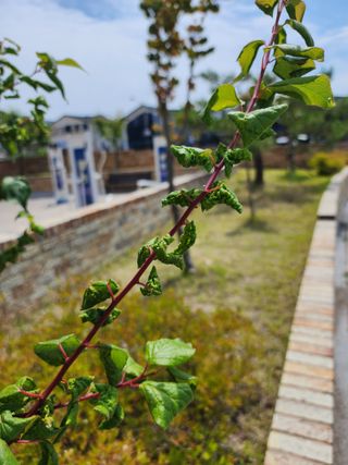 정진우님의 매실 · 병해충상담 작성글 사진