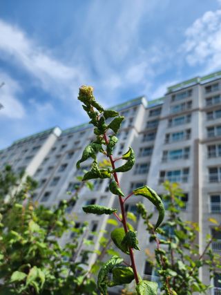 정진우님의 매실 · 병해충상담 작성글 사진