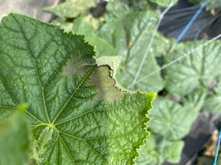 친환경님의 오이 · 병해충상담 작성글 사진