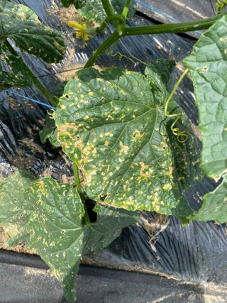 친환경님의 오이 · 병해충상담 작성글 사진