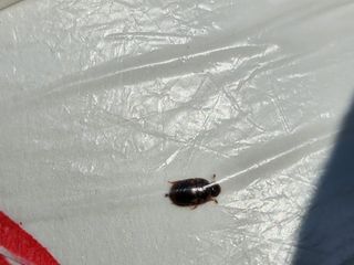 차암이스리님의 배 · 병해충상담 작성글 사진