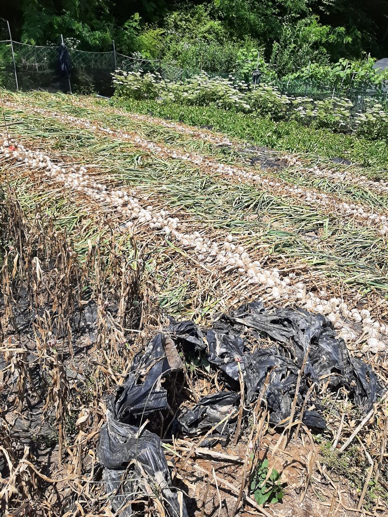 장터 상품 [현재 품절되었습니다] 썸네일