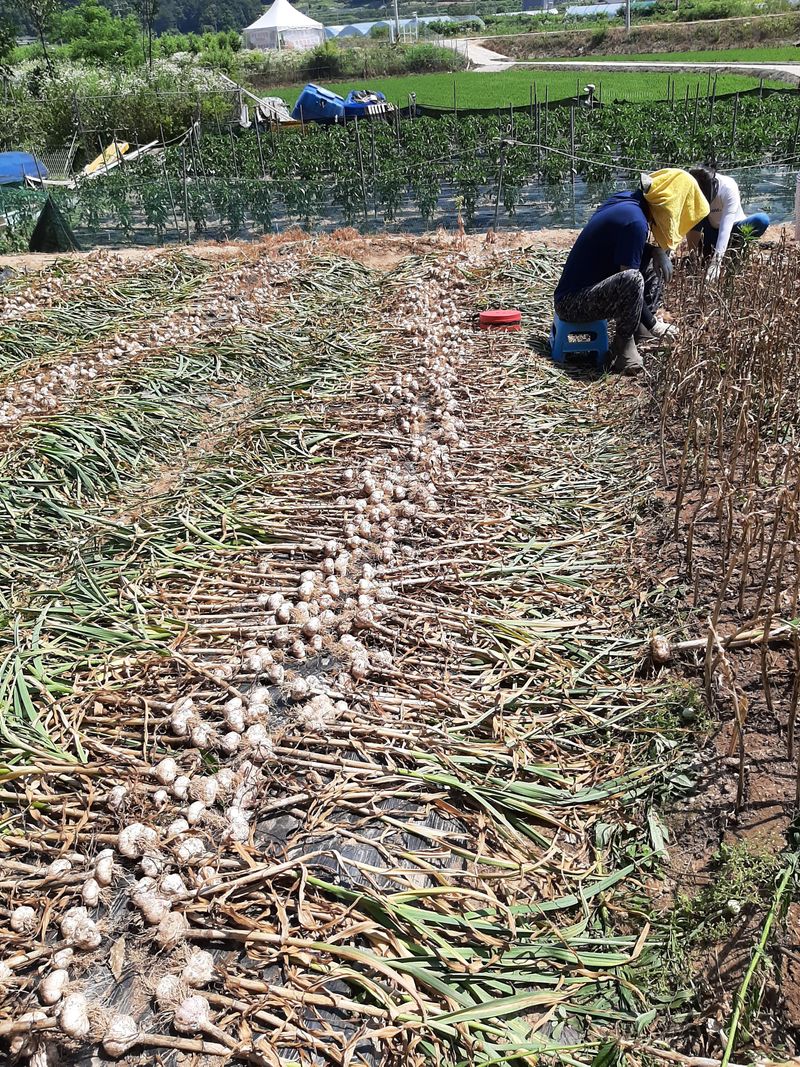 한영오님의 장터 판매 상품 [현재 품절되었습니다] 첨부 사진