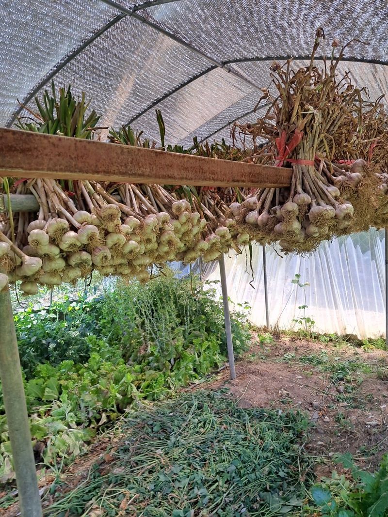 한영오님의 장터 판매 상품 [현재 품절되었습니다] 첨부 사진