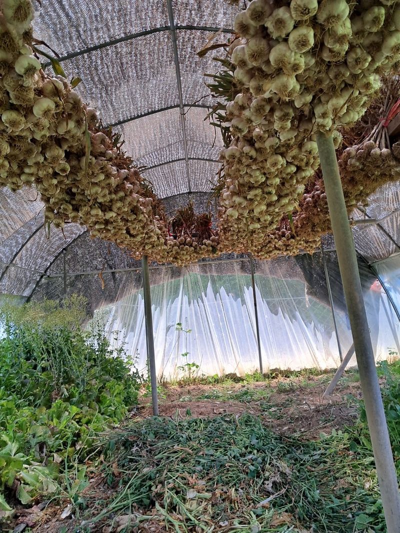 한영오님의 장터 판매 상품 [현재 품절되었습니다] 첨부 사진