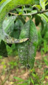 팜모닝 복숭아·병해충상담 게시글 이미지