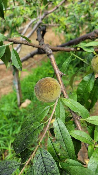 대파21271님의 복숭아 · 병해충상담 작성글 사진