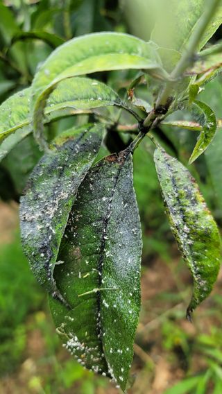 대파21271님의 복숭아 · 병해충상담 작성글 사진