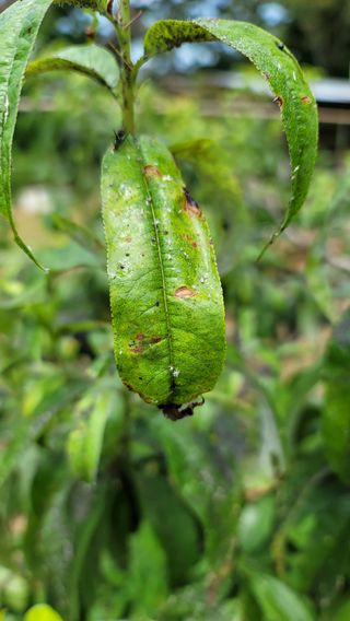 대파21271님의 복숭아 · 병해충상담 작성글 사진