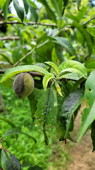 대파21271님의 복숭아 · 병해충상담 작성글 사진