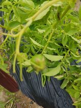 팜모닝 감자·자유게시판 게시글 이미지