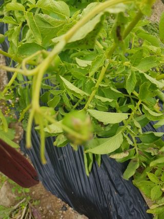 마늘 복숭아윤금자님의 감자 · 자유게시판 작성글 사진