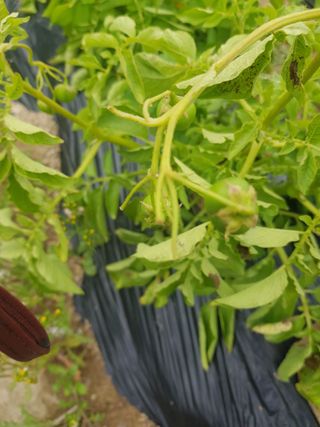 마늘 복숭아윤금자님의 감자 · 자유게시판 작성글 사진