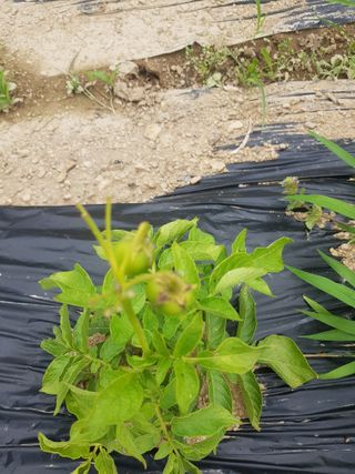 마늘 복숭아윤금자님의 감자 · 자유게시판 작성글 사진