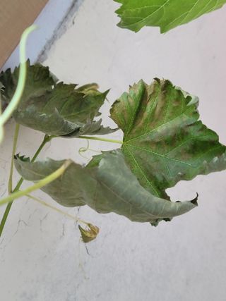 이만식님의 포도 · 병해충상담 작성글 사진