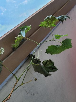 이만식님의 포도 · 병해충상담 작성글 사진