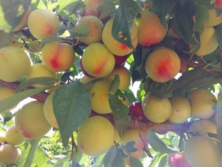 금동이네님의 자두 · 자유게시판 작성글 사진