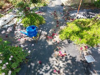 금동이네님의 자두 · 자유게시판 작성글 사진