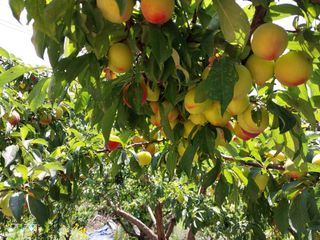 금동이네님의 자두 · 자유게시판 작성글 사진