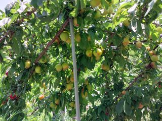 금동이네님의 자두 · 자유게시판 작성글 사진