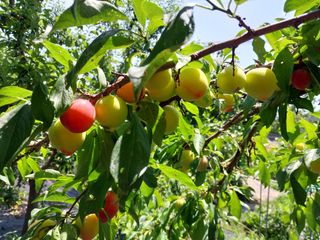 금동이네님의 자두 · 자유게시판 작성글 사진