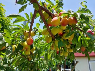 금동이네님의 자두 · 자유게시판 작성글 사진