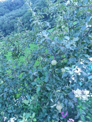 양구 촌놈님의 우리동네 · 동네자랑 작성글 사진